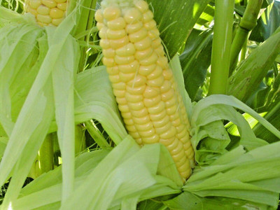 Qualtivate HUA-6A Bantam 8 Row Sweet Corn Seeds Seed(400 per packet)