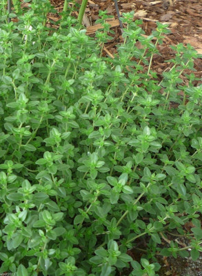 Qualtivate ICRA-1A Herbs Thyme Common Heirloom Seed(50 per packet)