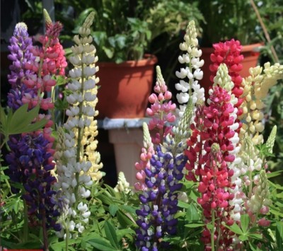 CWAN Lupin (Gallery Series) Flower Plant Seed(30 per packet)