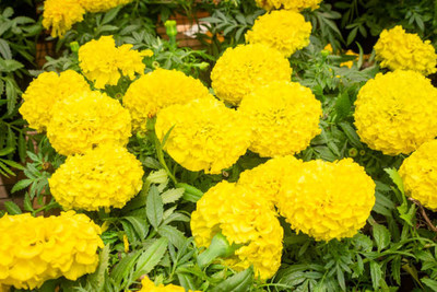 AARADYAPRIYAL marigold/gende ka phool flower seeds Seed(75 per packet)