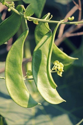 SELOW Lima Beans Vegetable Garden Seed(20 per packet)