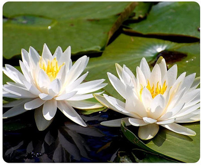 VibeX HUA-65 - Mixed Lotus - (270 Seeds) Seed(270 per packet)