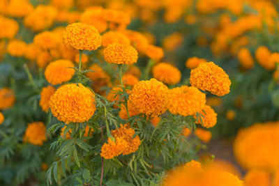 abiswas marigold/gende ka phool flower seeds Seed(50 per packet)