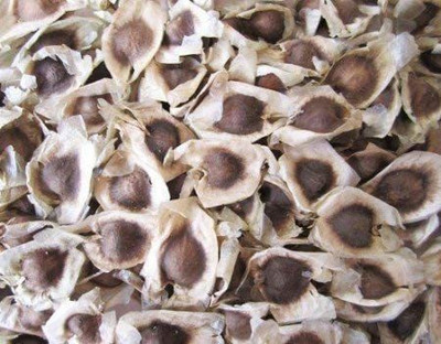 CYBEXIS NDIR-17 - Moringa Large Size Pkm1 Variety - (1350 Seeds) Seed(1350 per packet)