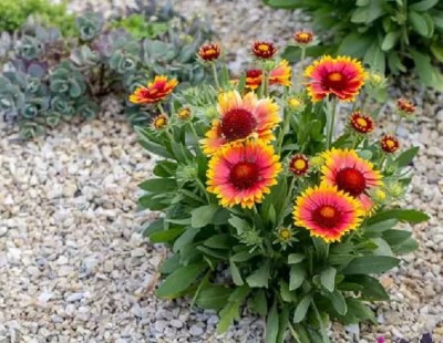 BDSresolve Hybrid Gaillardia flower seeds for home gardening Seed(30 per packet)