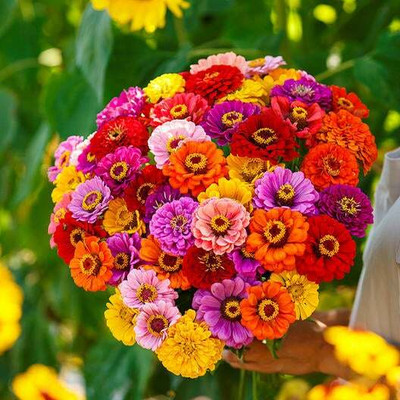 UGRA California Giants Zinnia Seed(5 per packet)