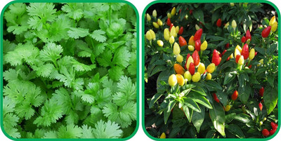 WILLVINE VNR -I Ornamental Chilli And Coriander[25gm, 5000 Seeds] Seed(5000 per packet)