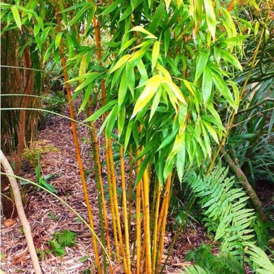 BDSresolve Golden bamboo seeds OF 23 Seed(23 per packet)