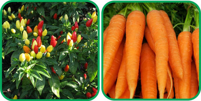 WILLVINE ROX -XII English Carrot And Ornamental Chilli[50gm, 10000 Seeds] Seed(10000 per packet)
