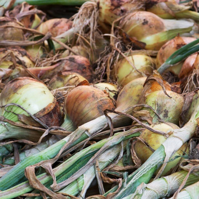 WILLVINE Onion Senshyu Yellow Seeds-[5000 Seeds] Seed(5000 per packet)