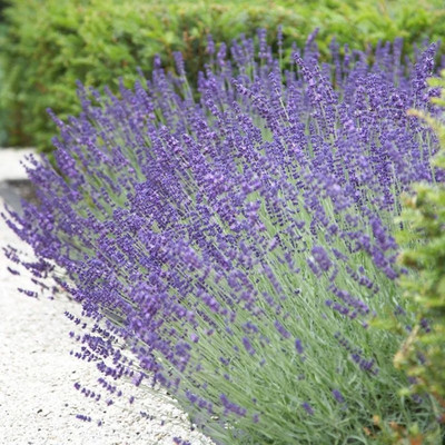 Quentova Lavandula angustifolia vera True lavender Plant-KMT-11A Seed(150 per packet)