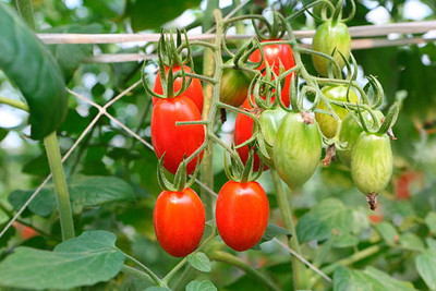 everlite tomato Seed(140 per packet)