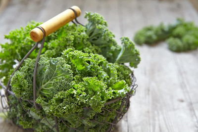 WILLVINE SYN -XII Kale Bush Dinosaur Giant Cabbage [50g] Seed(15000 per packet)