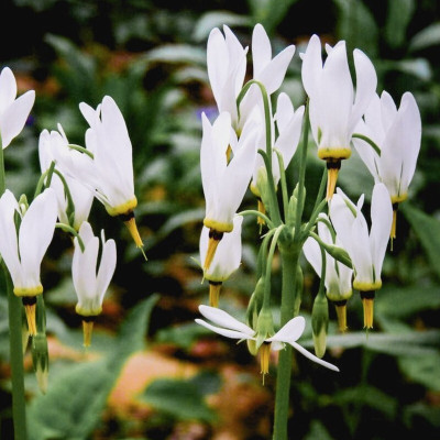 Hybrid Galaxy shotting star beautiful flower hybrid seeds 1-packet Seed(50 per packet)