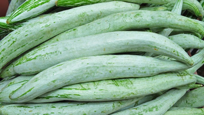 Quentova Snake Gourd – Trichosanthes Cucumerina-HQL-6G Seed(25 per packet)