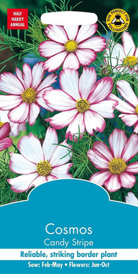 CYBEXIS Flower - Cosmos Candy Stripe Seed(1 g)