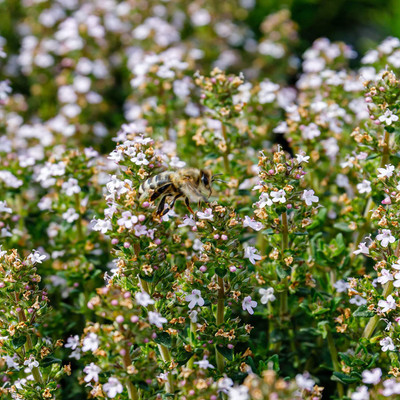 VibeX ® LXI-44 Thyme Herb Seeds Seed(200 per packet)