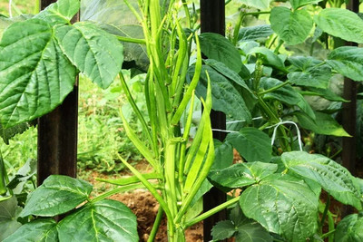 Oliver CLUSTER BEANS SEEDS Seed(20 per packet)