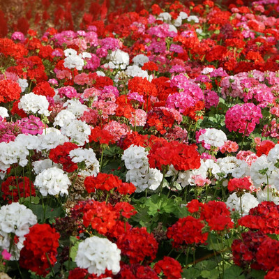CRGO GERANIUM Seed(15 per packet)
