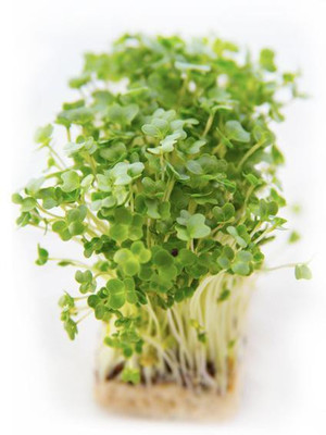CYBEXIS GARDEN CRESS MICROGREEN SEEDS2800 Seeds Seed(2800 per packet)