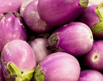 UGRA Rosa Bianca Eggplant Vegetable Seed(500 per packet)