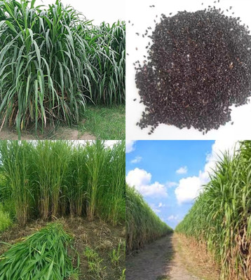 ibains Nepier grass seed beez 527 Seed(527 per packet)
