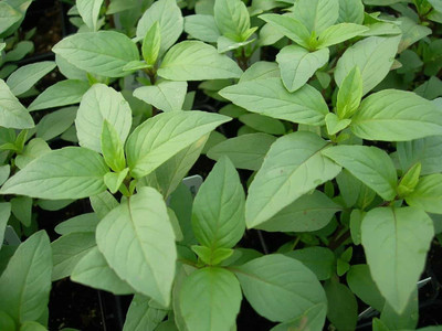 Qualtivate XLR-13 Lime Basil Seeds Seed(1000 per packet)