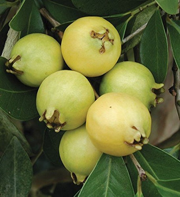WILLVINE Indoor Dwarf Lemon Guava Psidium littorale Fruit Seed-[1000 Seeds] Seed(1000 per packet)
