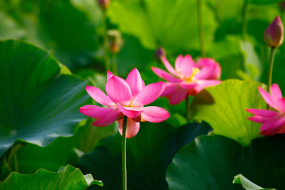 Hybrid corn lotus,kamal gatta Seed(15 per packet)