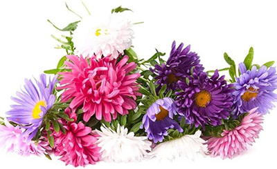 ACCELCROP Aster Seed(70 per packet)