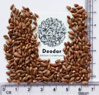 DeodarSeeds Oriental Arbor Vitae SEEDS, Chinese Arbor Vitae SEEDS, Thuja orientalis Seed(300 per packet)