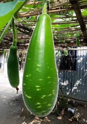 DIVINE SPONGE GOURD Seed(75 per packet)
