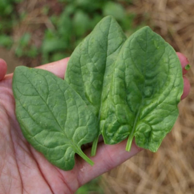 VibeX ® RXI-64 Spinach Seeds- Monstrueux De Viroflay Seed(500 per packet)
