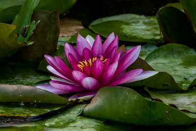 FOURGANIC lotus,kamal gatta Seed(11 per packet)