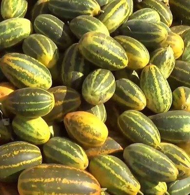 Qualtivate HYB-2A Sambar Cucumber seeds Seed(300 per packet)