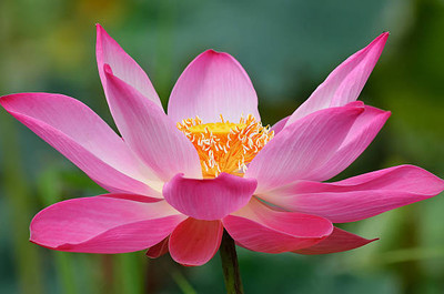 GRAXY lotus,kamal gatta Seed(14 per packet)