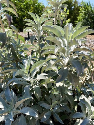 VibeX XLL-69 - White Sage - (1350 Seeds) Seed(1350 per packet)