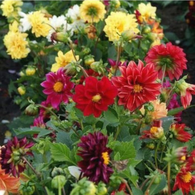 Us deepar Neo Dhaliya Seed (32 per packet) Seed(32 per packet)