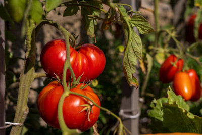 CORUS tomato Seed(100 per packet)