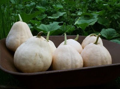 WILLVINE TLX-575 HEIRLOOM Seminole Pumpkin seeds Seed(50 per packet)