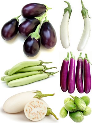 SimXotic Combo of 6 Varieties Brinjal Hybrid Seeds Seed(30 per packet)