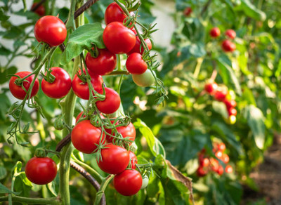 ACCELCROP tomato Seed(55 per packet)