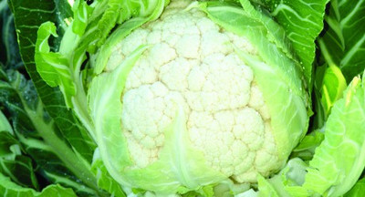 CYBEXIS Ansari Cauliflower Variety2000 Seeds Seed(2000 per packet)