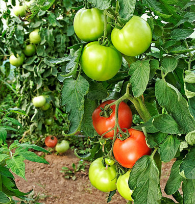 sbseeds tomato Seed(30 per packet)