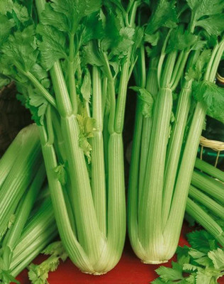ENTENT Vegetable - Celery Utah Seed(120 per packet)