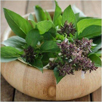 WILLVINE NDIR-55 Thai Basil Heirloom Seeds Seed(2000 per packet)