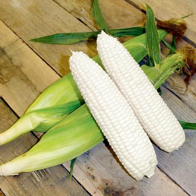 WILLVINE AGRI -XVI White Corn Sweet Non GMO-[500g] Seed(2000 per packet)