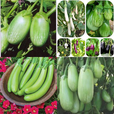 ibains Mix brinjal seeds pack of 90 Seed(90 per packet)