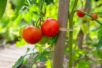 gardenUpp tomato Seed(35 per packet)