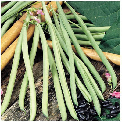 SEMPA Green French Bean 'Cobra' Seed(100 per packet)